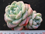 PRESALE Echeveria Ice Green Cluster