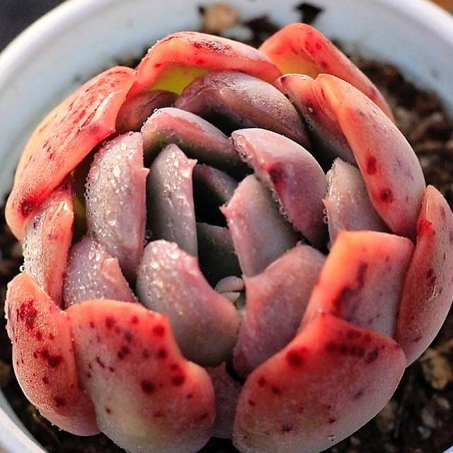 PRESALE Echeveria Ganoderma