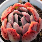 PRESALE Echeveria Ganoderma