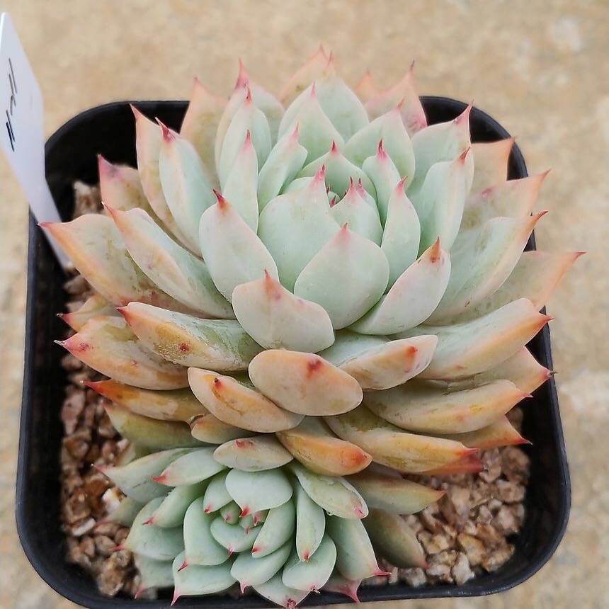 Echeveria Prism, (Random)