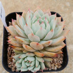 Echeveria Prism, (Random)