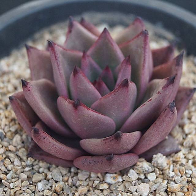 PRESALE Echeveria Agavoides 'Eggplant,' (Random)