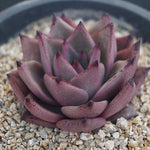 PRESALE Echeveria Agavoides 'Eggplant,' (Random)