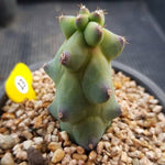 Myrtillocactus Geometrizans Fukurokuryuzinboku, (Not so Random)