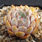 SPECIAL! JUST CART!! PRESALE Echeveria Zaragosa, (Not so Random)