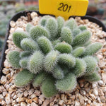 PRESALE Sedum Hintonii, (Random)