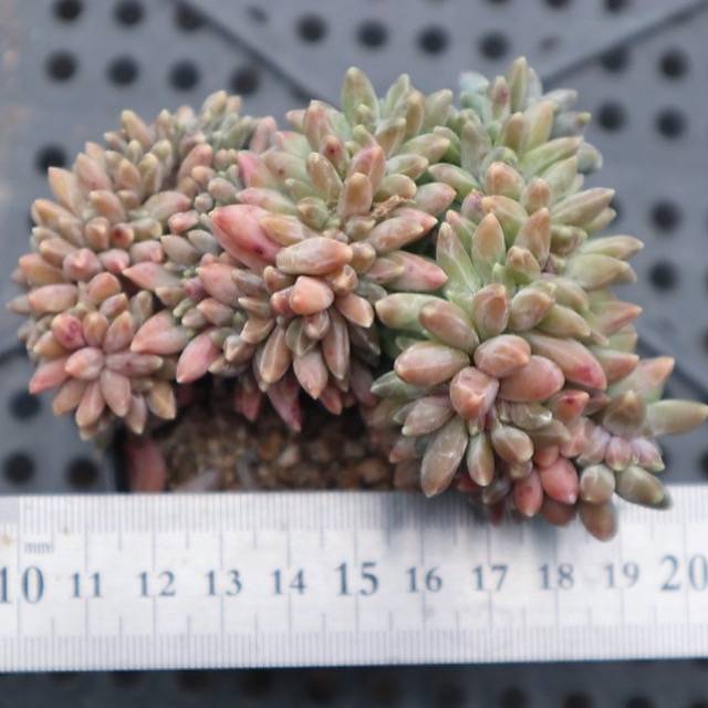 Pachyphytum Compactum var. Glaucum