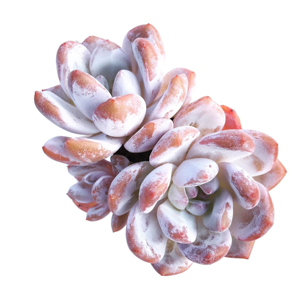 Echeveria Orange Monroe, Triple