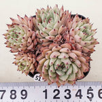 PRESALE Echeveria Zaragosa, Cluster, (Random)