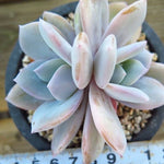 PRESALE Echeveria Cream Tea, (Random)