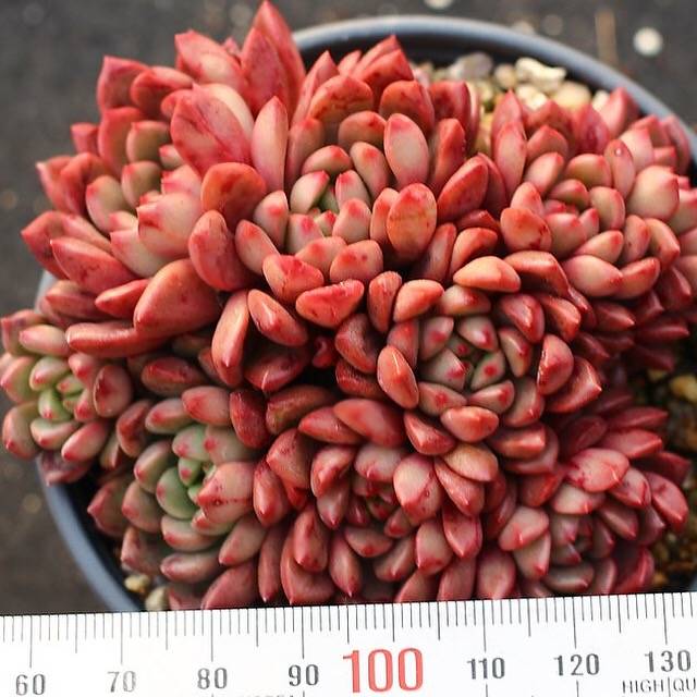 PRESALE Sedeveria Pink Ruby, Cluster