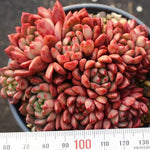 PRESALE Sedeveria Pink Ruby, Cluster