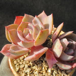 Echeveria Runyonii cv, (Not so Random)