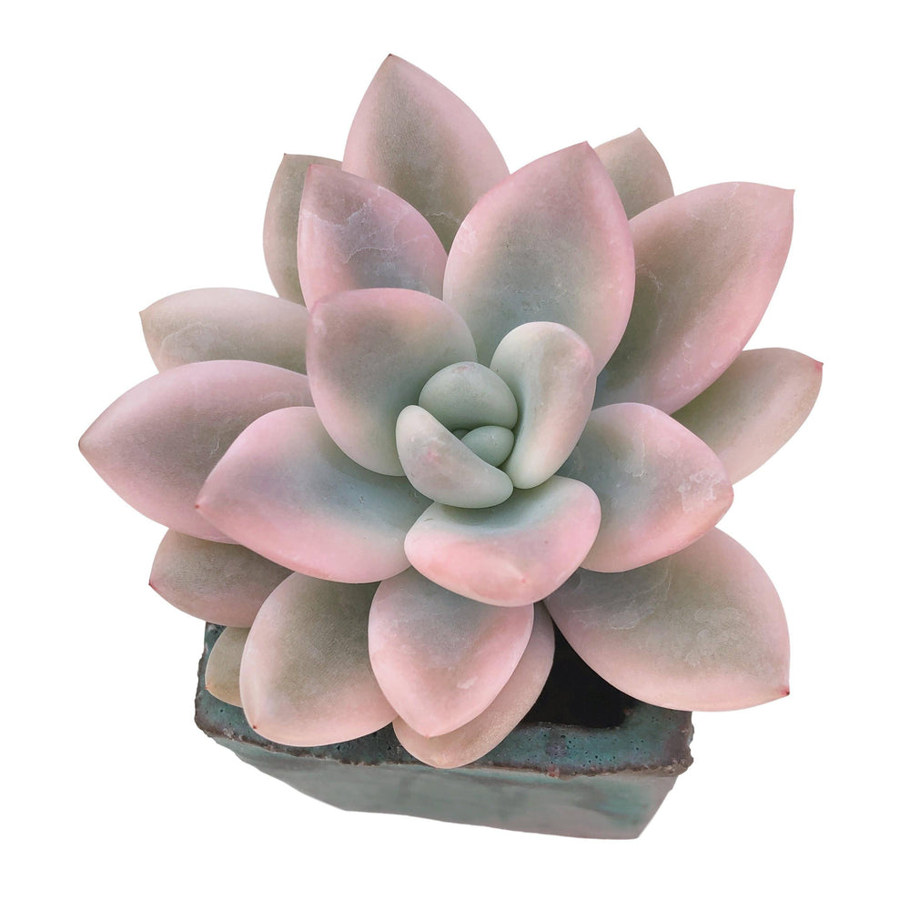 Graptoveria Opalina, Variegata