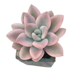Graptoveria Opalina, Variegata