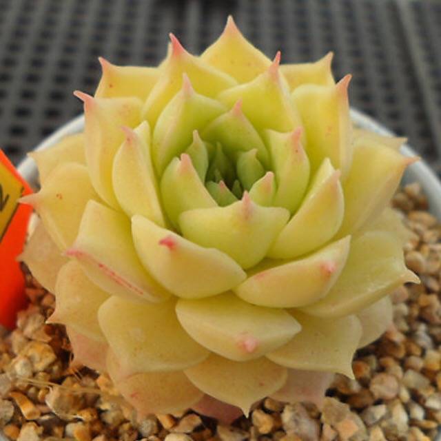 PRESALE Echeveria Yellow Charlotte, (Not so Random)