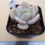 PRESALE Echeveria 'White Bar,' (Random)