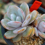 SPECIAL!! JUST CART! PRESALE Echeveria Cream Tea, (Not So Random)