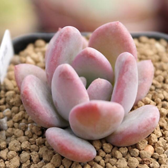 PRESALE Echeveria Pink Door, (Random)