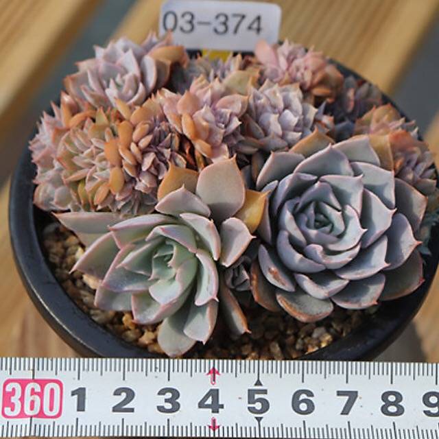 PRESALE Echeveria Peacockii Subsessilis Cristata, (Random)