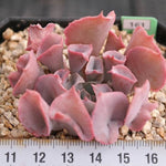 FLASH SALE- PRESALE Echeveria Trumpet Pinky, (Random)