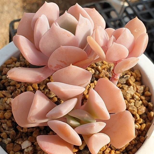 MOTHER'S DAY WEEKEND FLASH SALE! PRESALE Echeveria Exotic, (Random)