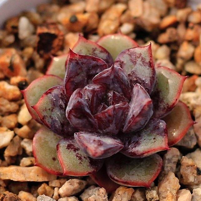 PRESALE Echeveria Love Fire Hybrid