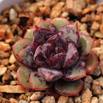 PRESALE Echeveria Love Fire Hybrid