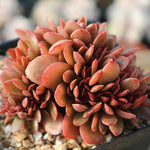 PRESALE Echeveria Ghidoric Iron, (Random)