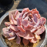 PRESALE Echeveria Shaviana Madre Del Sur, (Random)