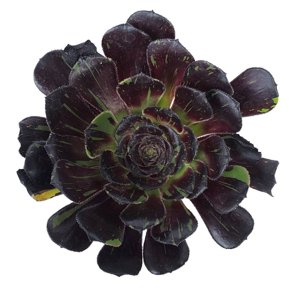 big bang succulent Aeonium Big Bang, (Video) – Cedar Creek Farmhouse