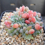 PRESALE  Echeveria Chrissy n Ryan, (Random)