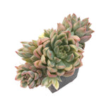 Sale! Echeveria Mebina, Variegata