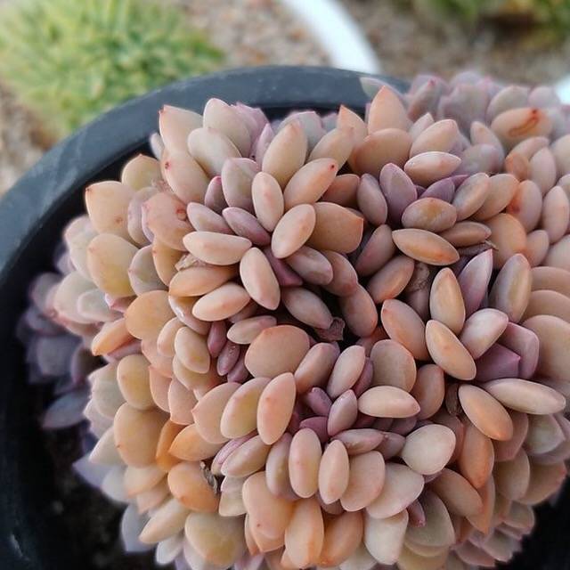 4th OF JULY FLASH SALE- DEAL #10 PRESALE Graptoveria Debbie, Cristata