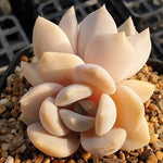 MOTHER'S DAY WEEKEND FLASH SALE! PRESALE Echeveria Tiramisu, (Random)