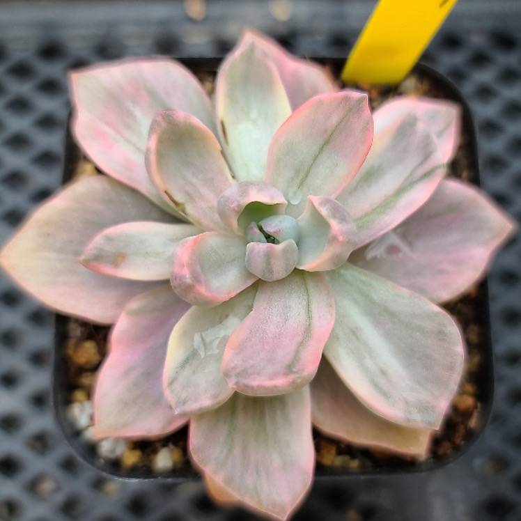 Graptoveria Gypsy, Variegata