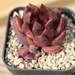 PRESALE Echeveria Black Queen Hybrid (Maleficent-esque)., (Not so Random)