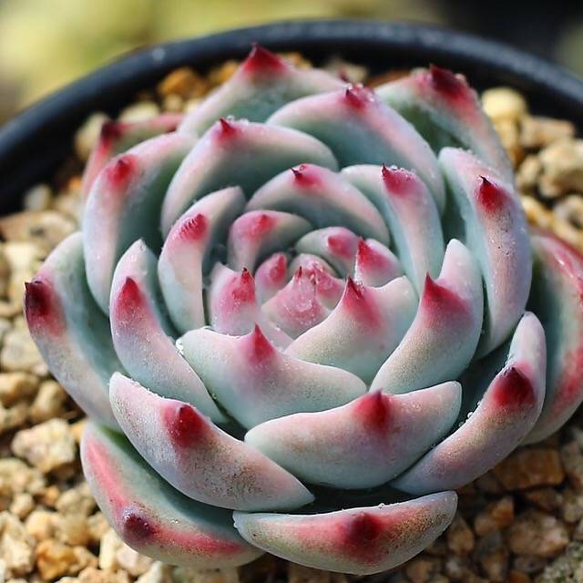 PRESALE Echeveria Momotarou