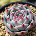 PRESALE Echeveria Momotarou