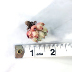 Echeveria Sp. (Small)