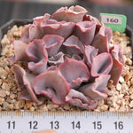 FLASH SALE- PRESALE Echeveria Trumpet Pinky, (Random)