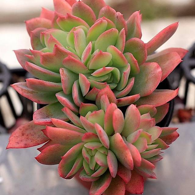 luella succulent Echeveria Luella, Cristata