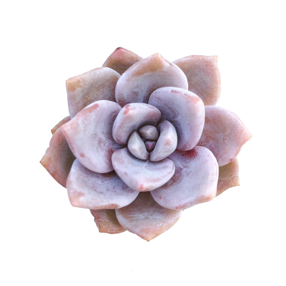 Echeveria 'Missing You'