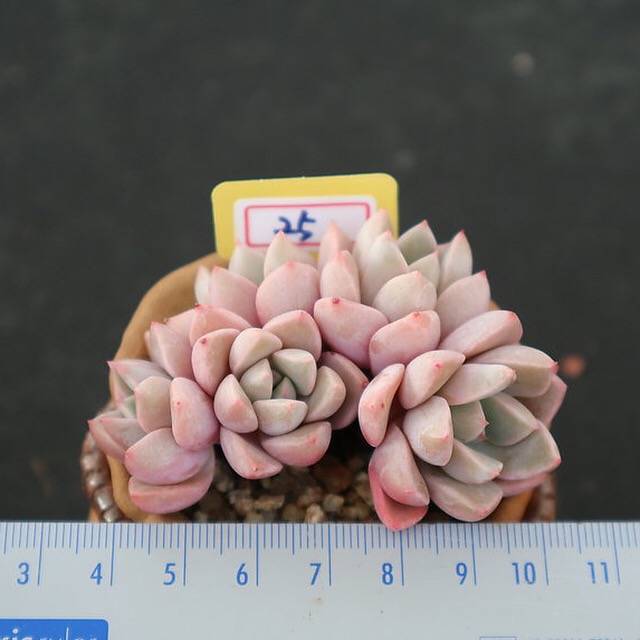 PRESALE Echeveria Pretty in Pink, Cluster (Not so Random)