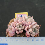 PRESALE Echeveria Pretty in Pink, Cluster (Not so Random)