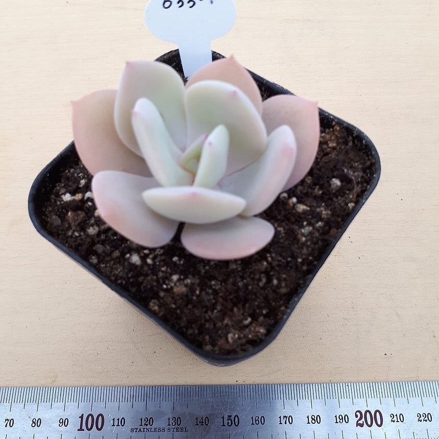 PRESALE Echeveria 'White Bar,' (Random)