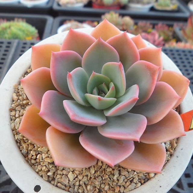 PRESALE Echeveria Tinkerbelle, (Random)