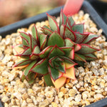 PRESALE Echeveria Monocerotis, Variegata, Triple, (Not so Random)