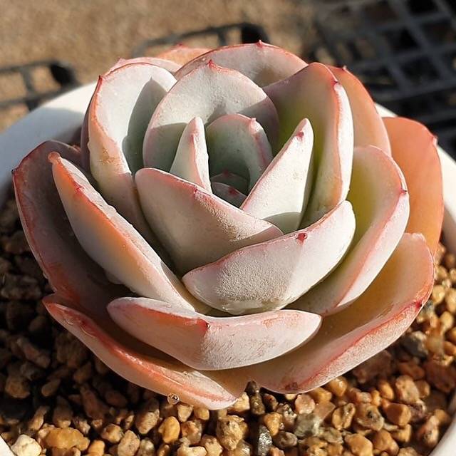 MOTHER'S DAY WEEKEND FLASH SALE! PRESALE Echeveria Brinks Blue, (Random)