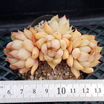 PRESALE Echeveria Lorena, (Not so Random)